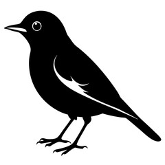 Obraz premium American robin silhouette vector illustration