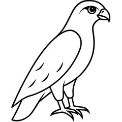 illustration of a bird