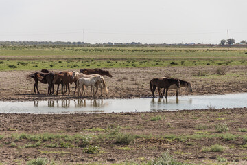 A herd of horses with foals drink water from a large puddle on a hot summer day. Kazakhstan. Horses in the steppe on a huge puddle left after spring floods.