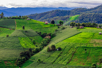The close background of the green rice fields, the seedlings that are growing, are seen in rural areas as the main occupation of rice farmers who grow rice for sale or living.