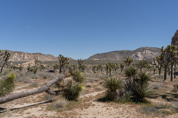 Joshua Trees in a Desert, Joshua Tree National Park, USA, California