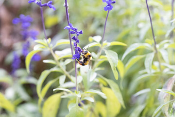 サルビアの花の蜜を吸う蜂
