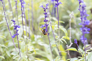 サルビアの花の蜜を吸う蜂