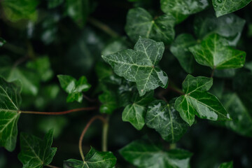 Close-up of vibrant green ivy leaves with water droplets in a lush garden setting