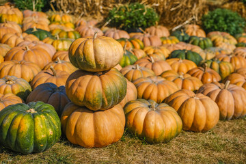 Stacked pumpkins on a farm surrounded by various pumpkins during autumn harvest time