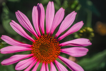 Vibrant pink daisy flower blooms in a garden under bright sunlight during springtime