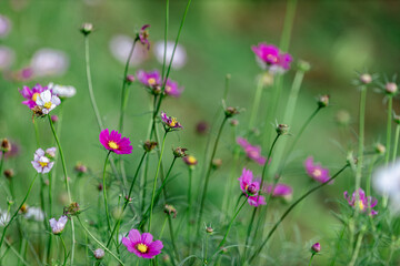 The close background of the green rice fields, the seedlings that are growing, are seen in rural areas as the main occupation of rice farmers who grow rice for sale or living.