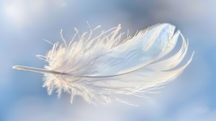 Delicate White Feather on Soft Background