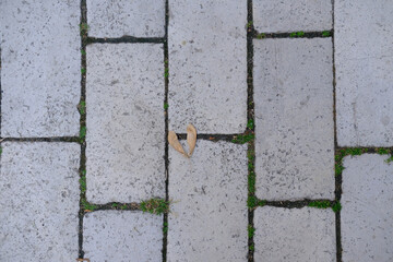 A heart-shaped leaf on a stone pathway surrounded by greenery in a tranquil outdoor setting