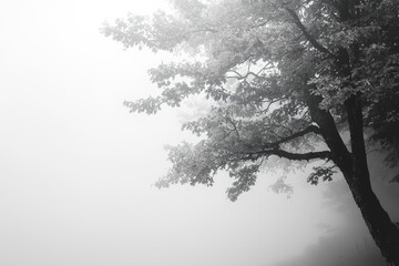 Obraz premium Thick White Fog in Nature Background