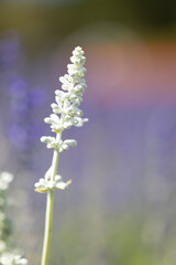白いサルビアの花