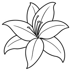  Lily line art vector illustration 