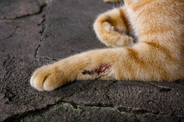 The orange cat has a fight wound on his leg