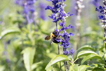 サルビアの花の蜜を吸うクマバチ