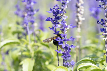 サルビアの花の蜜を吸うクマバチ