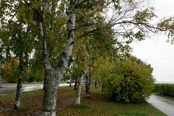 trees in autumn in the city park