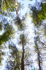botanical background of green forest and blue sky