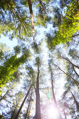botanical background of green forest and blue sky