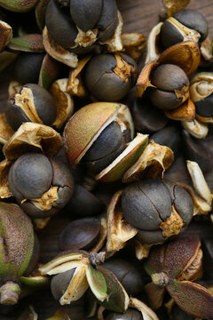 camellia seeds, close up background 