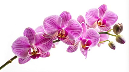 pink orchid blooming isolated on white background