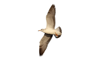 Beautiful seagull flying isolated on transparent background png file