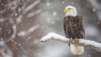 A majestic bald eagle perches on a snow-covered branch amidst a wintery backdrop of falling snow.