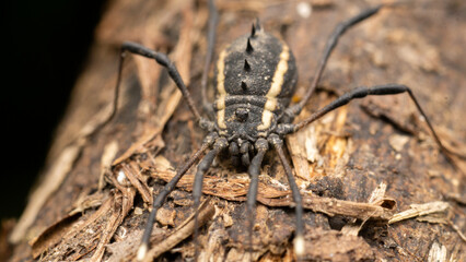 harvestman in the wild state