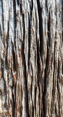 close up of a bark old wood background rough with empty space