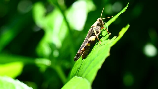 Bombay locust ( Patanga succincta ) is biting and eating green leaf on tree plant, Grasshopper as agricultural pest