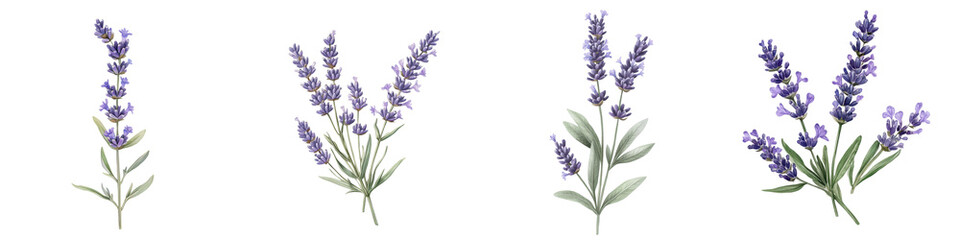 Naklejka premium Closeup view of beautiful lush lavender flowers blooming in a peaceful rural countryside setting The vibrant purple hues and delicate petals create a calming