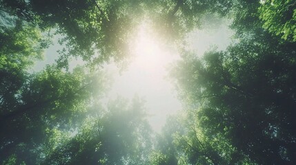 Serene Forest Canopy with Sunlight Streaming Through