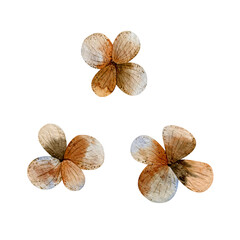 Watercolor set of inflorescence flowers dry hydrangea. Floral illustration isolated on white background.