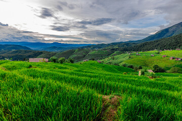 The close background of the green rice fields, the seedlings that are growing, are seen in rural areas as the main occupation of rice farmers who grow rice for sale or living.