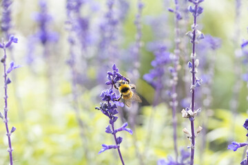 サルビアの花の蜜を吸う蜂