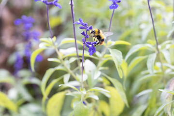サルビアの花の蜜を吸う蜂