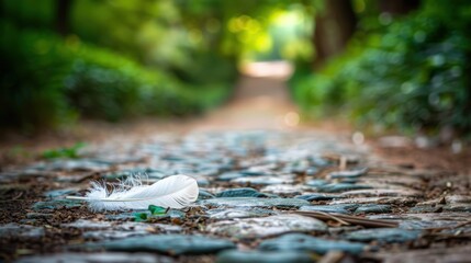Fototapeta premium Feather on Pebble Path in Nature's Serenity