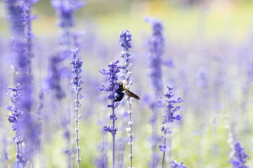 サルビアの花の蜜を吸うクマバチ