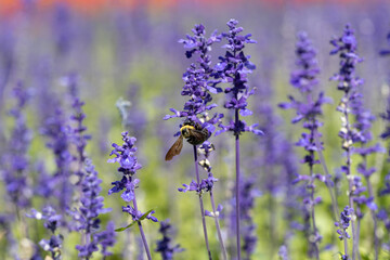 サルビアの花の蜜を吸うクマバチ