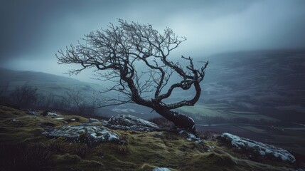 Dramatic Landscape with Twisted Tree Under Moody Sky