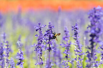 サルビアの花の蜜を吸うクマバチ