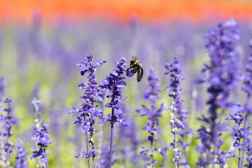サルビアの花の蜜を吸うクマバチ