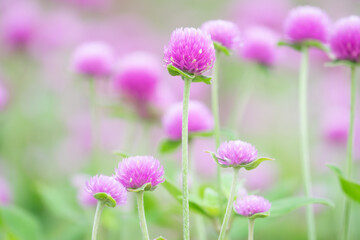 A bunch of pink flowers are in a field. The flowers are in various stages of bloom, with some fully bloomed and others still budding. Scene is one of beauty and serenity