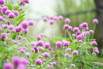 Fototapeta premium A beautiful garden filled with a variety of pink flowers, including purple, red, and white blooms. The flowers are scattered throughout the garden, with some blooming in the foreground