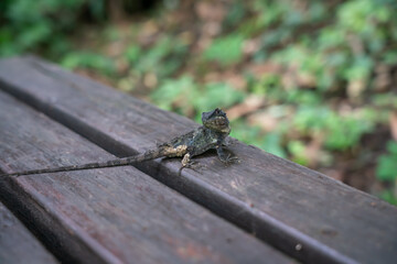 dragonfly resting on a leaf