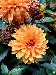 Flor naranja 