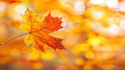 Obraz premium Vibrant Autumn Leaf with Bokeh Background