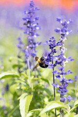 サルビアの花の蜜を吸うクマバチ