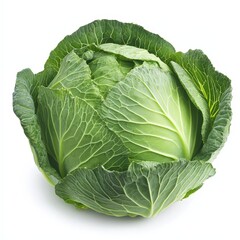 Obraz premium A whole head of cabbage, its green leaves tightly wrapped, isolated against a white background
