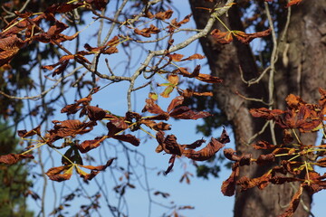 Branches with withered, discolored leaves of the horse-chestnut or conker tree (Aesculus hippocastanum) in autumn. Blue sky. Netherlands, October