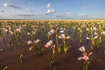 Lilies bloom in the water after good rain